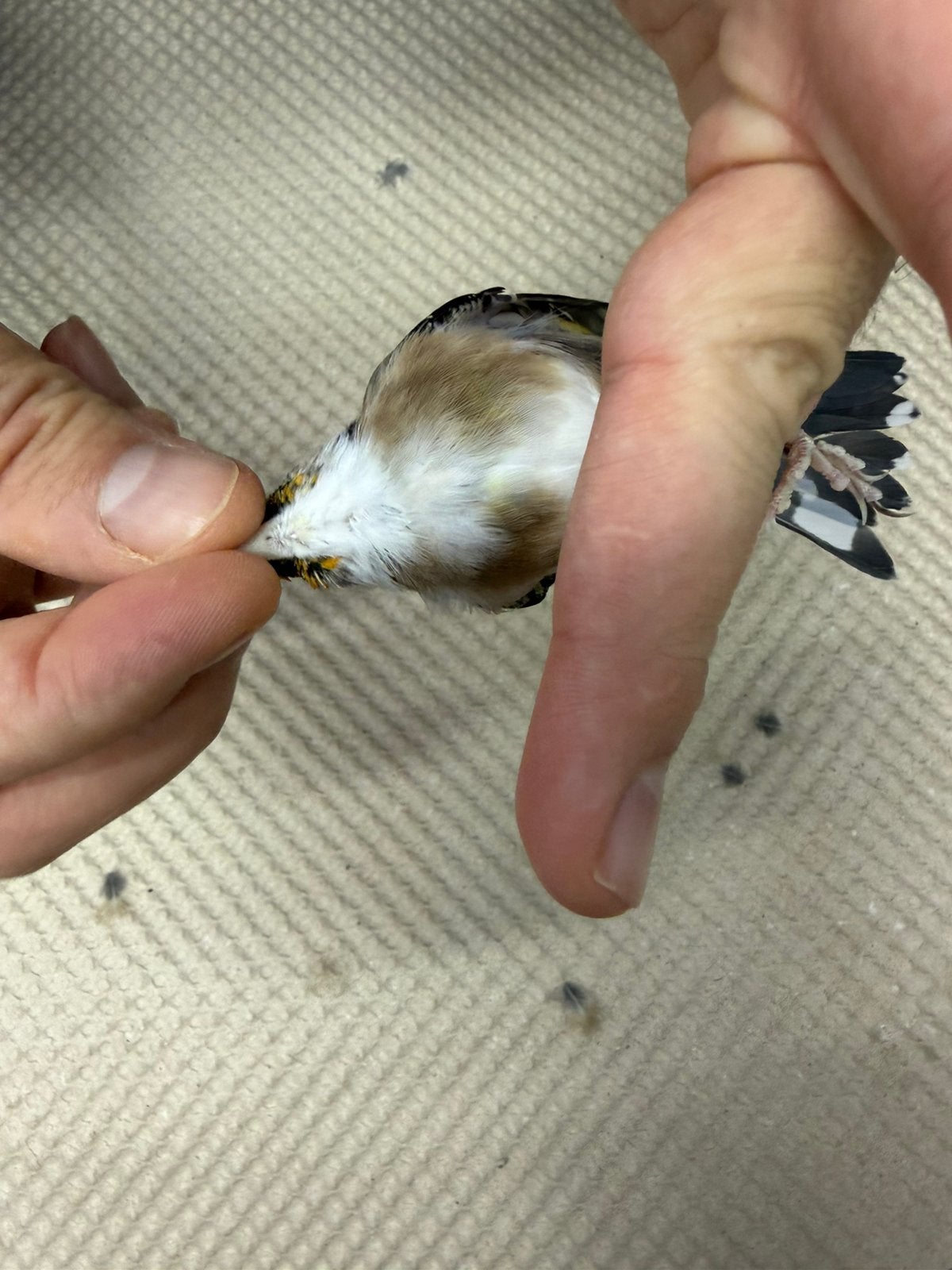 ‏parva putters, Geslacht onbekend, Wildzangvogel, Geringd
