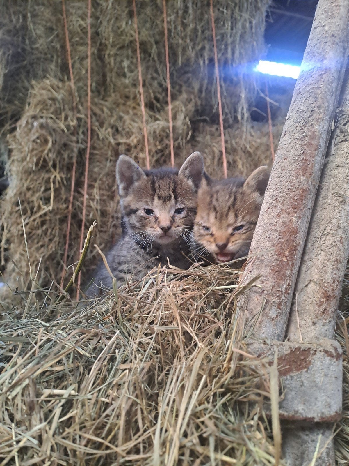 4 kittens opzoek naar een baas, Meerdere dieren