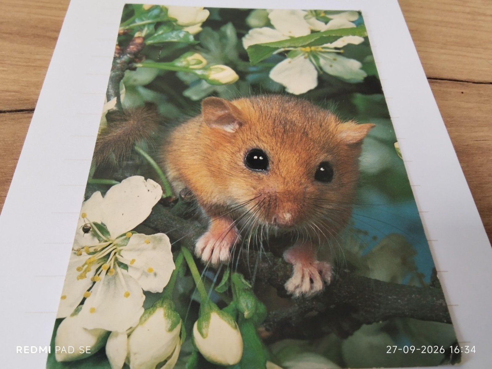 Relmuis (Dormouse) - Vintage Ansichtkaart, Verzamelen, Ophalen of Verzenden, 1980 tot heden, Ongelopen, Knaagdier