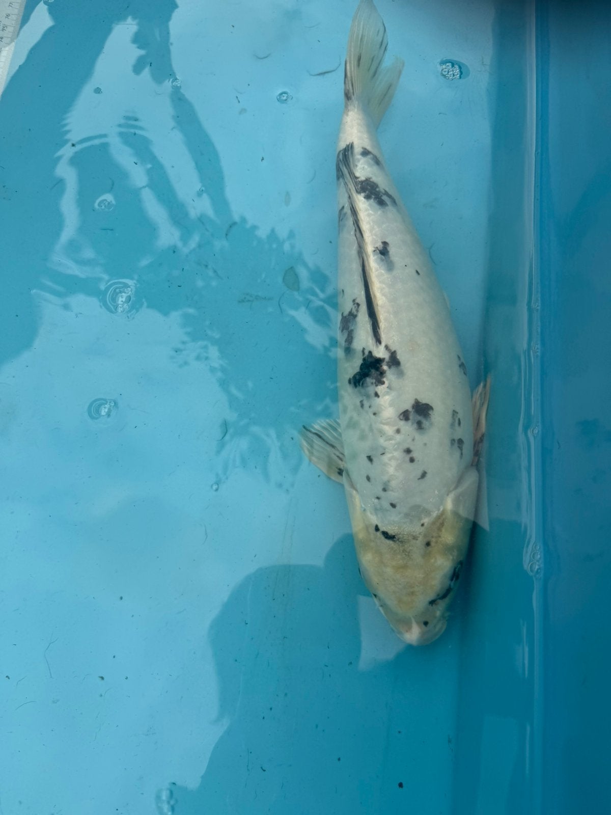 Bekko koi, Karper of Koi