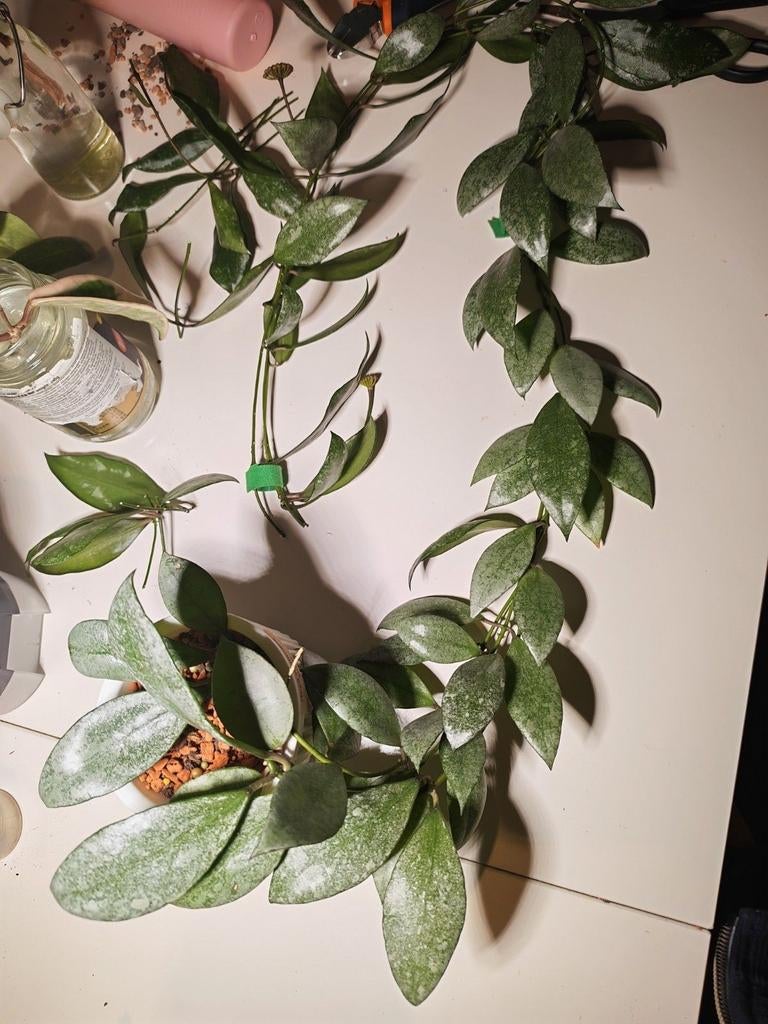 Hoya walliniana silver, Huis en Inrichting, Ophalen of Verzenden, Halfschaduw, Minder dan 100 cm