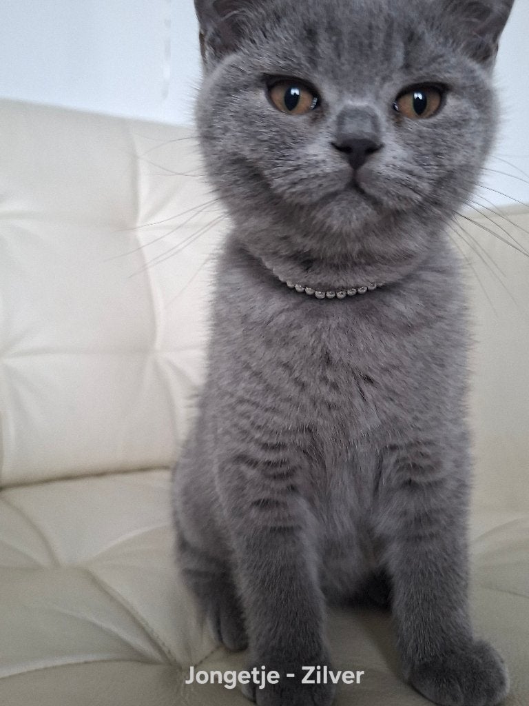 🐾 Prachtige Britse Korthaar kittens 🐾, Dieren en Toebehoren, Katten en Kittens | Raskatten | Korthaar, Meerdere dieren, Ontwormd