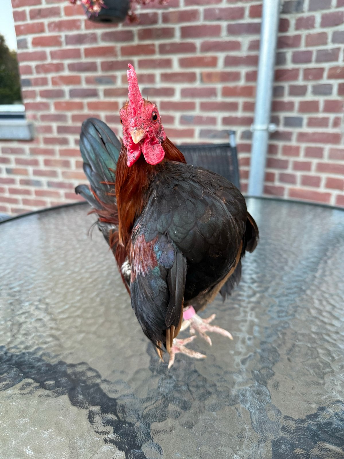Diverse Ayam Serama haantjes formaat A t/m C teab., Dieren en Toebehoren, Pluimvee, Kip, Mannelijk