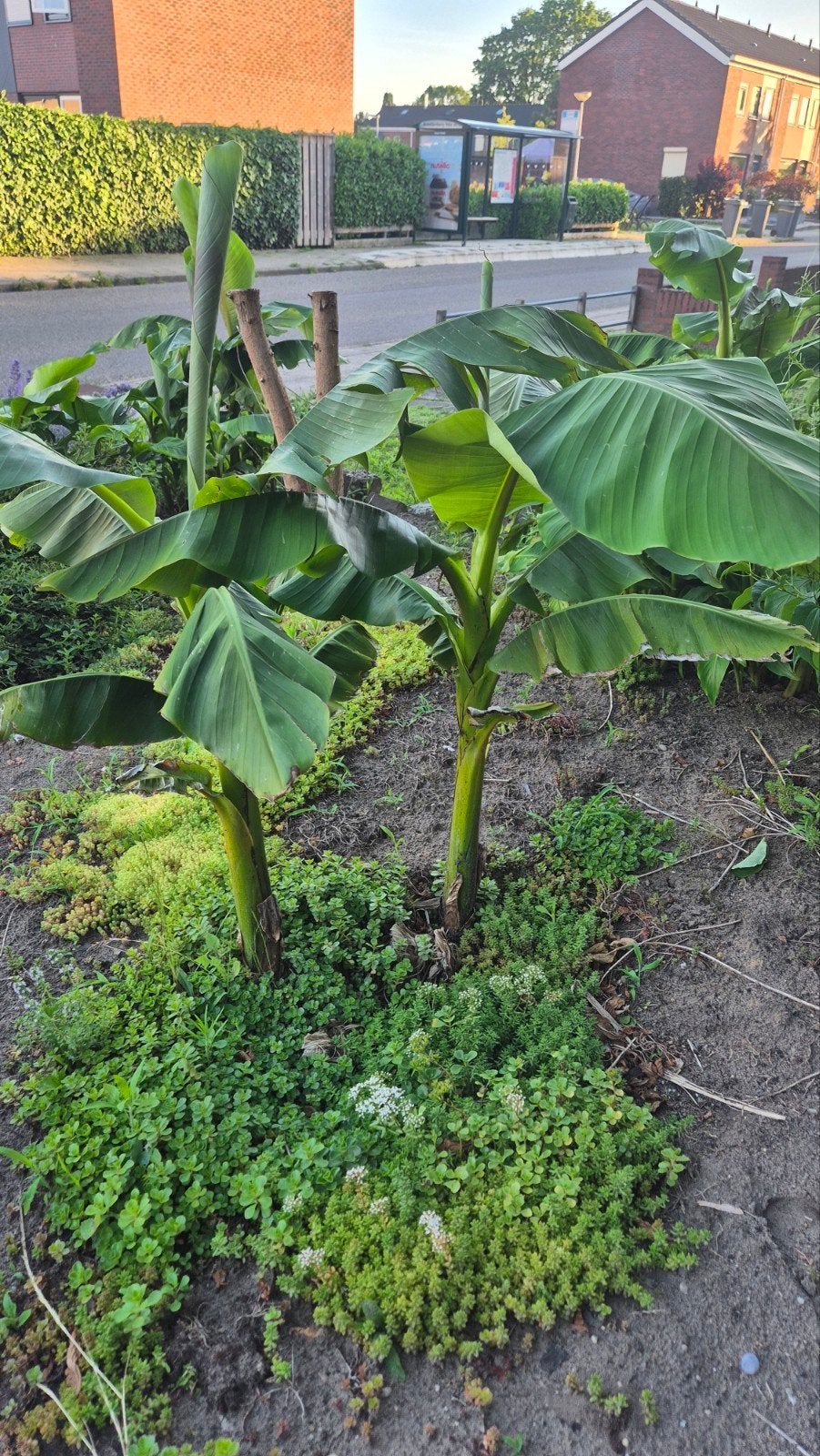 Bananen bomen div, Ophalen, Overige soorten, Volle zon