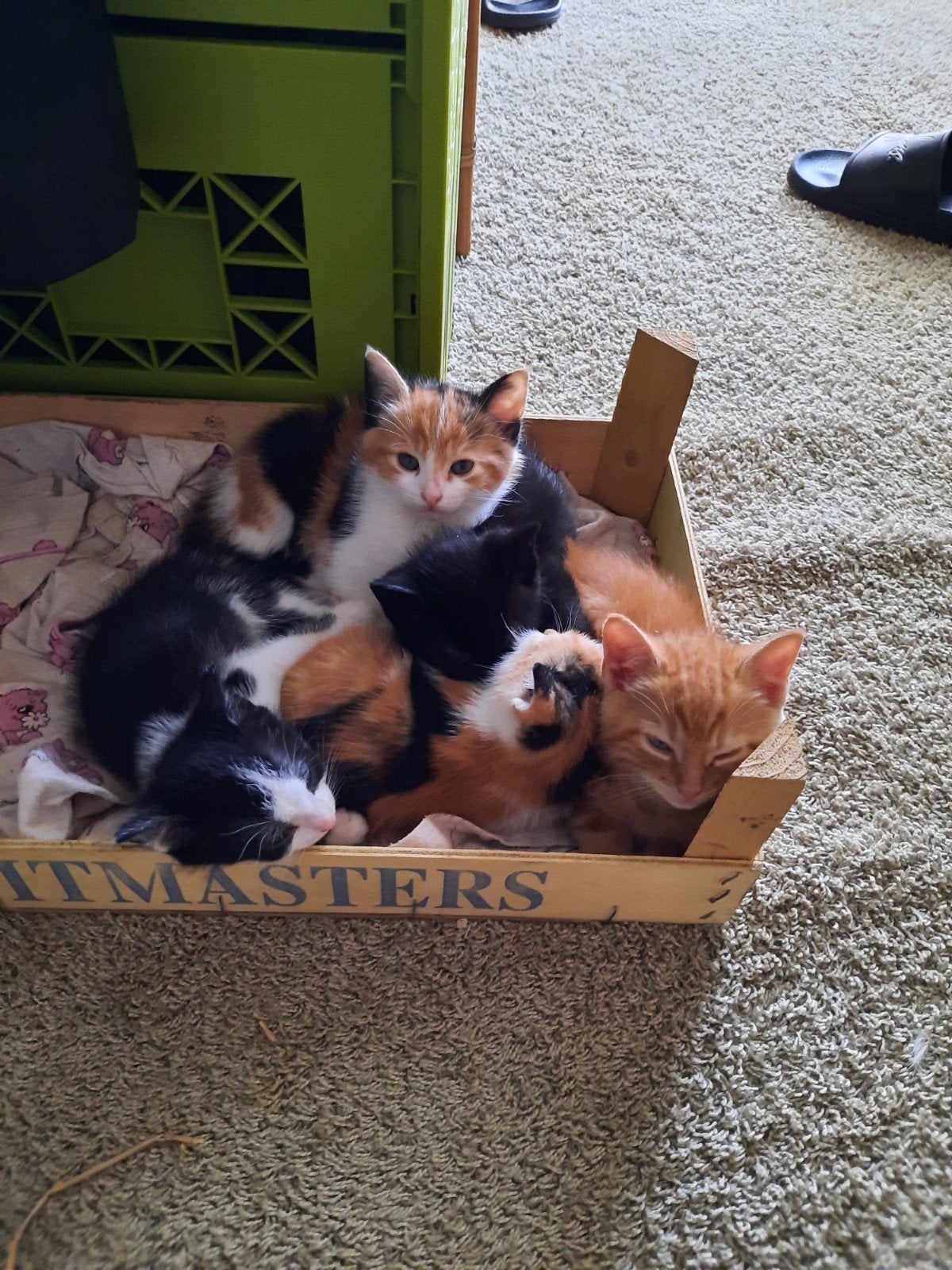 kittens, 8 weken oud. 3 Katertjes en 2 poesjes, Augustus, Meerdere dieren, Overige typen