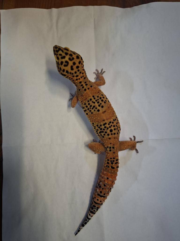 Half kleine leupaard gekko 2 jaar vrouw!! Leopard Gecko - female for sale from Floris Morssinkhof