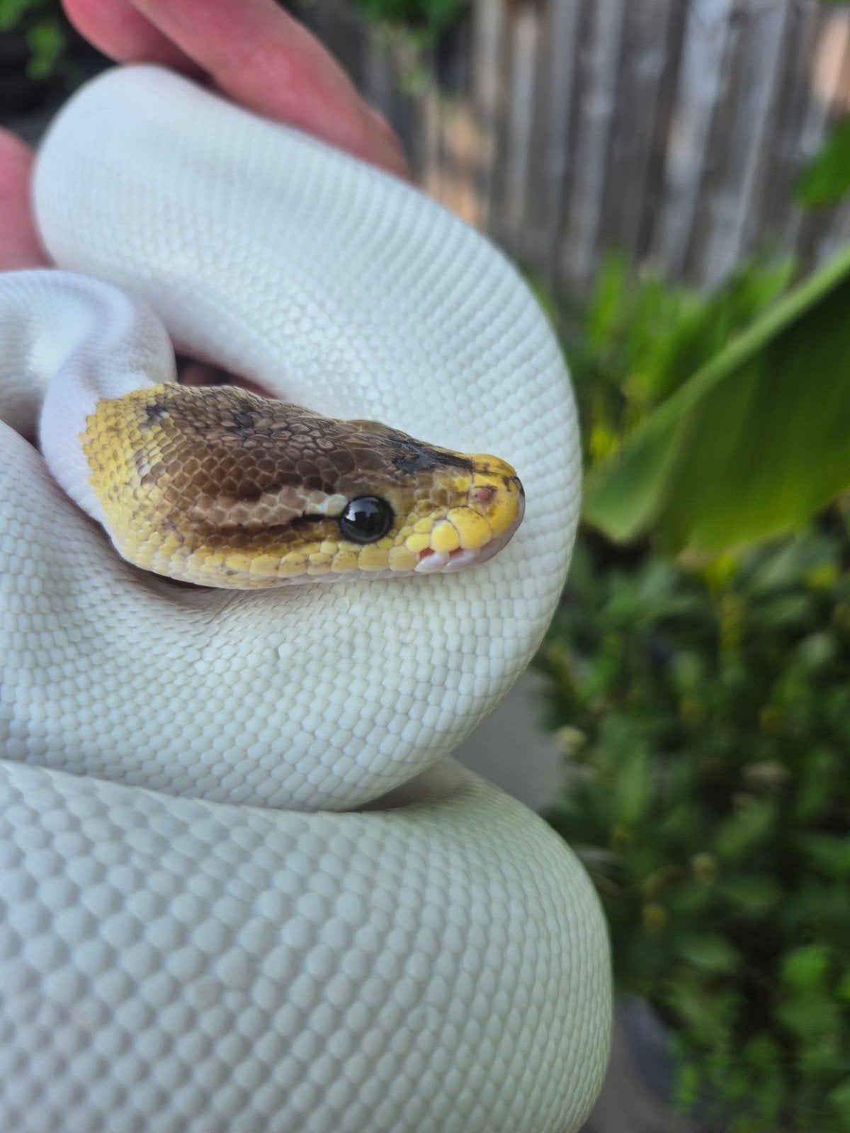 Albino Pie Python, Dieren en Toebehoren, Slang, 3 tot 6 jaar