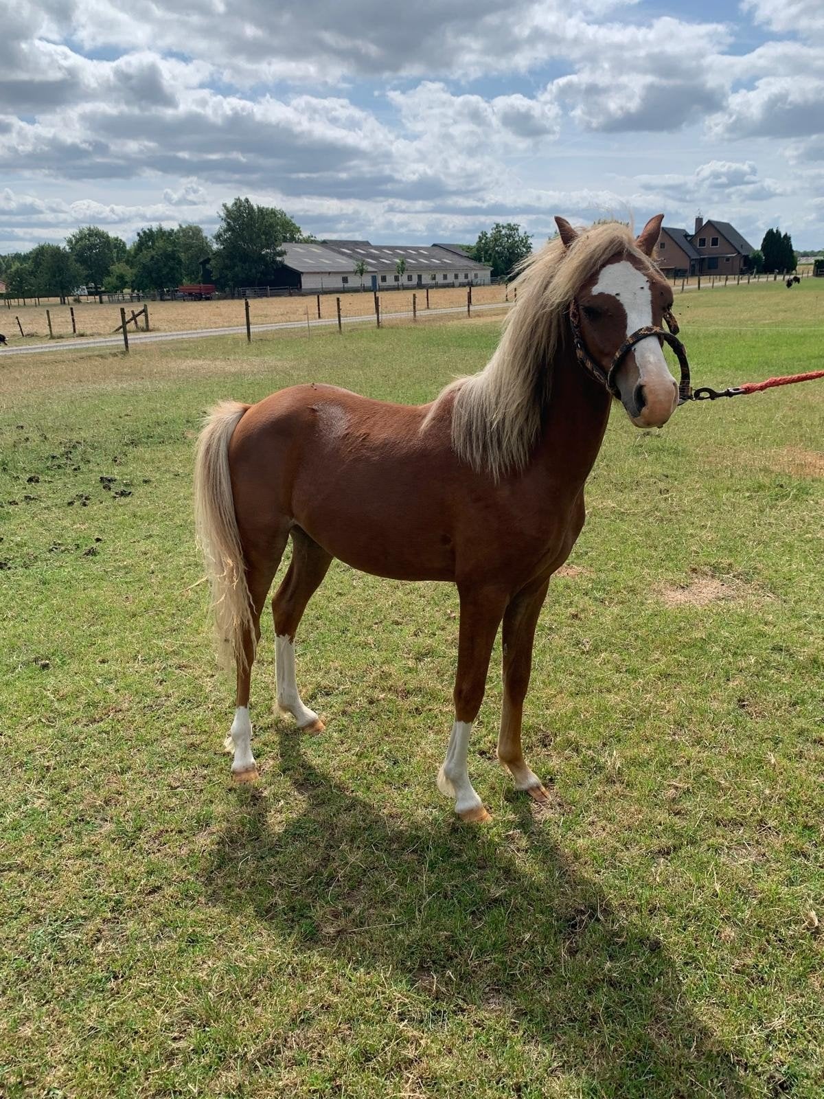 Welsh B Vos, Dieren en Toebehoren, Hengst, B pony (1.17m tot 1.27m), 0 tot 2 jaar