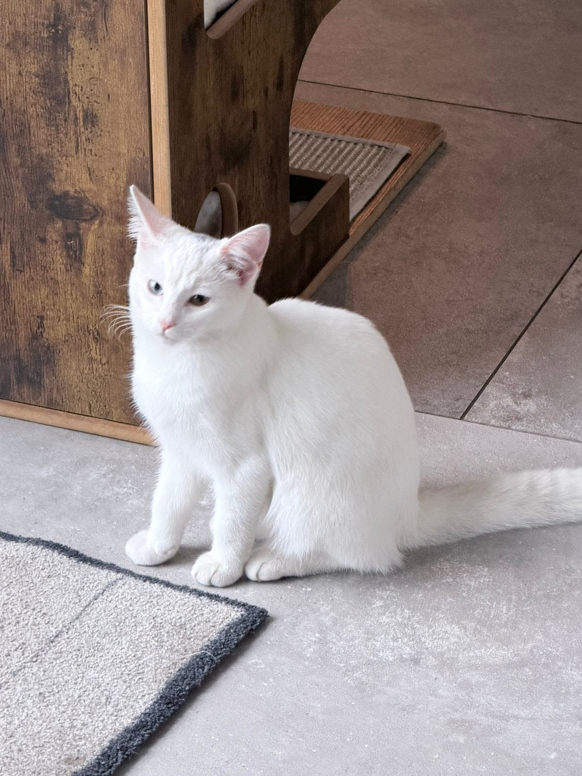 Ragdoll kitten poes, 0 tot 2 jaar