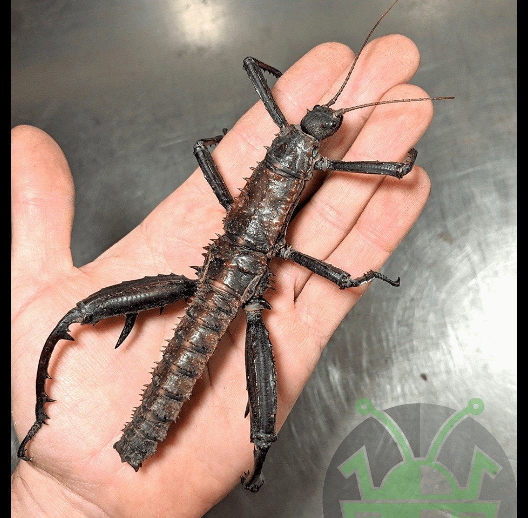 Gezocht psg 23 eurycantha calcarata/horrida, Wandelende tak