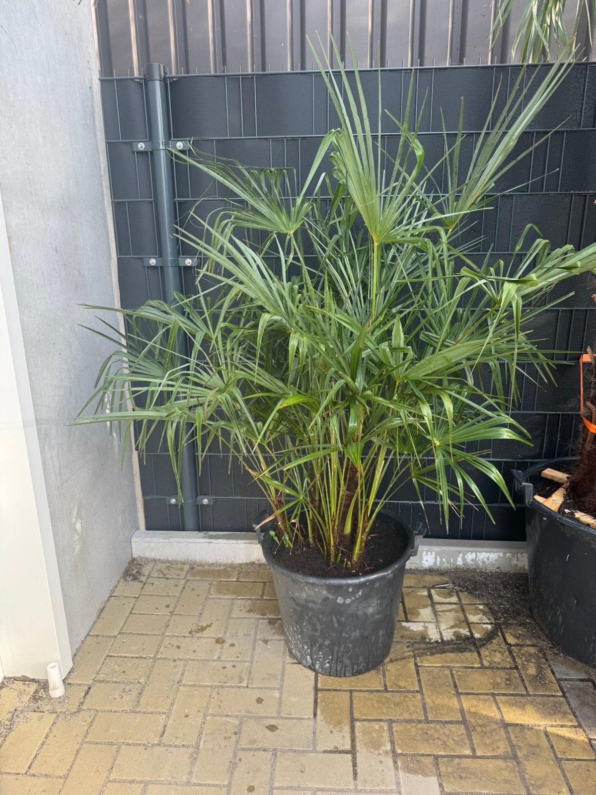 Waaierpalm, Ophalen of Verzenden, Overige soorten, Volle zon