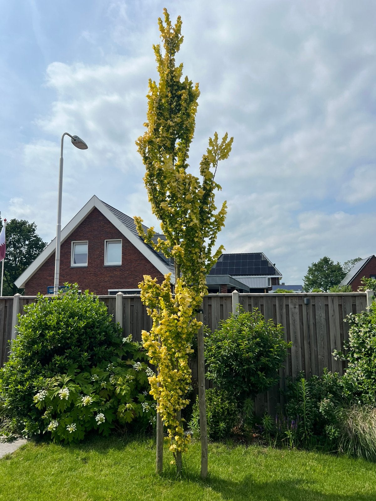 Prachtige Goudiep Ulmus Wredei 470cm hoog 14,5cm stamomtrek, Tuin en Terras, Planten | Bomen, Bloeit niet, Zuilboom, 400 cm of meer