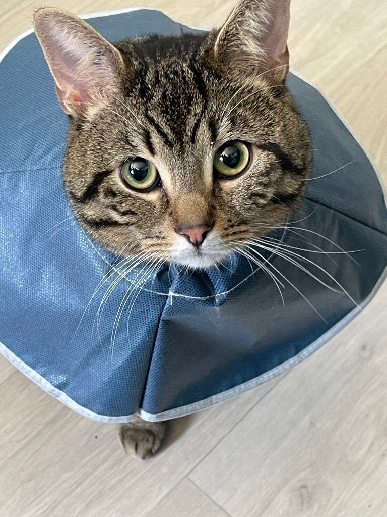 Lieve kater zoekt forever home, Dieren en Toebehoren, Katten en Kittens | Raskatten | Korthaar, Kater, 0 tot 2 jaar, Gechipt, Ontwormd