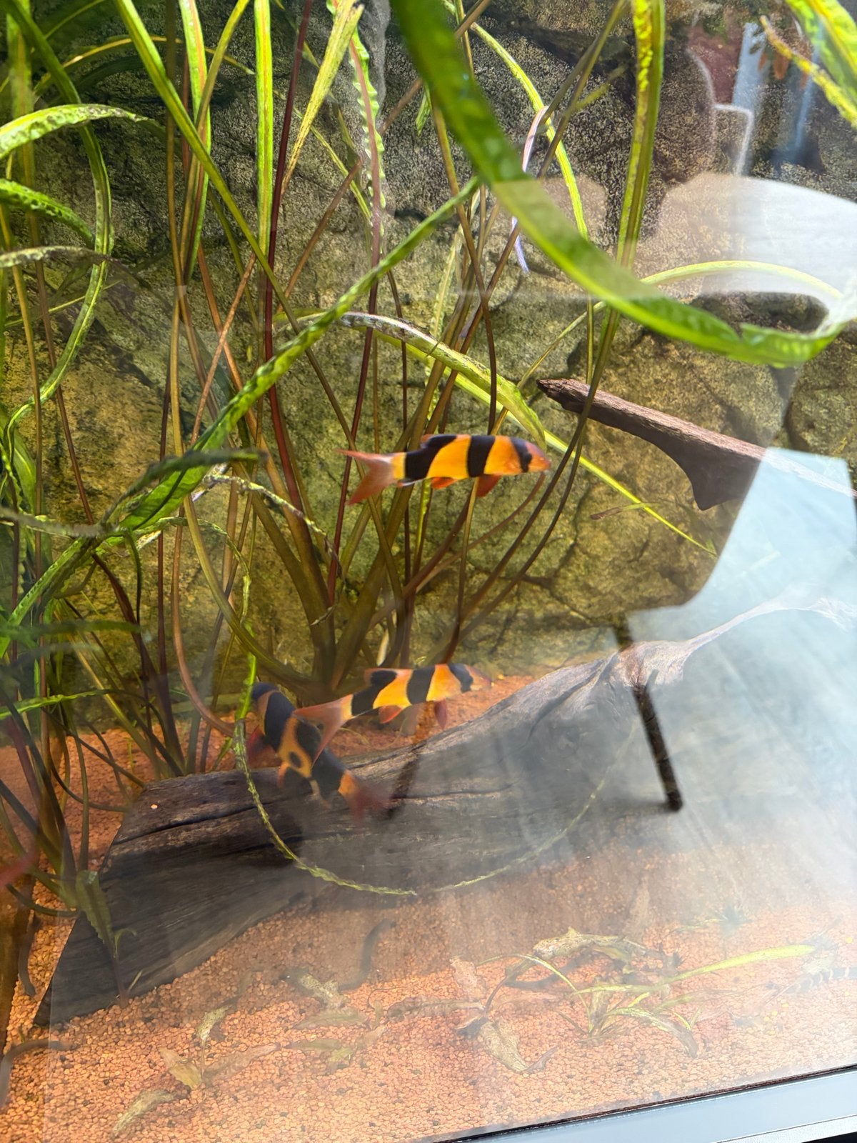 5 clown botia’s, Dieren en Toebehoren, Vis, Zoetwatervis