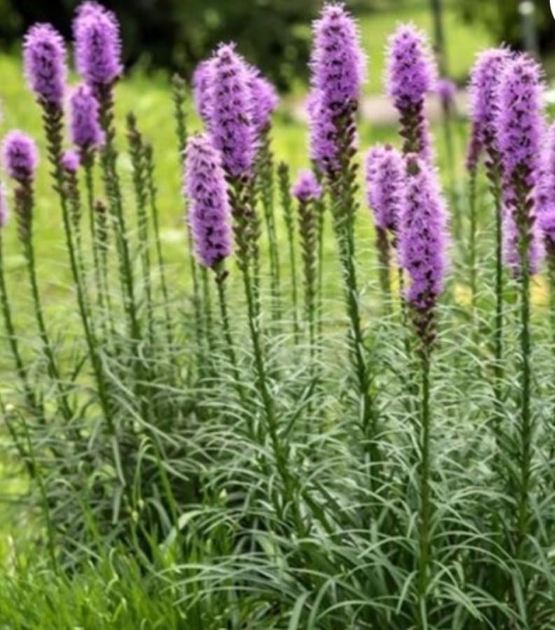 Liatris spicata kobold P9, Tuin en Terras, Planten | Tuinplanten, Ophalen of Verzenden, Vaste plant, Overige soorten, Halfschaduw