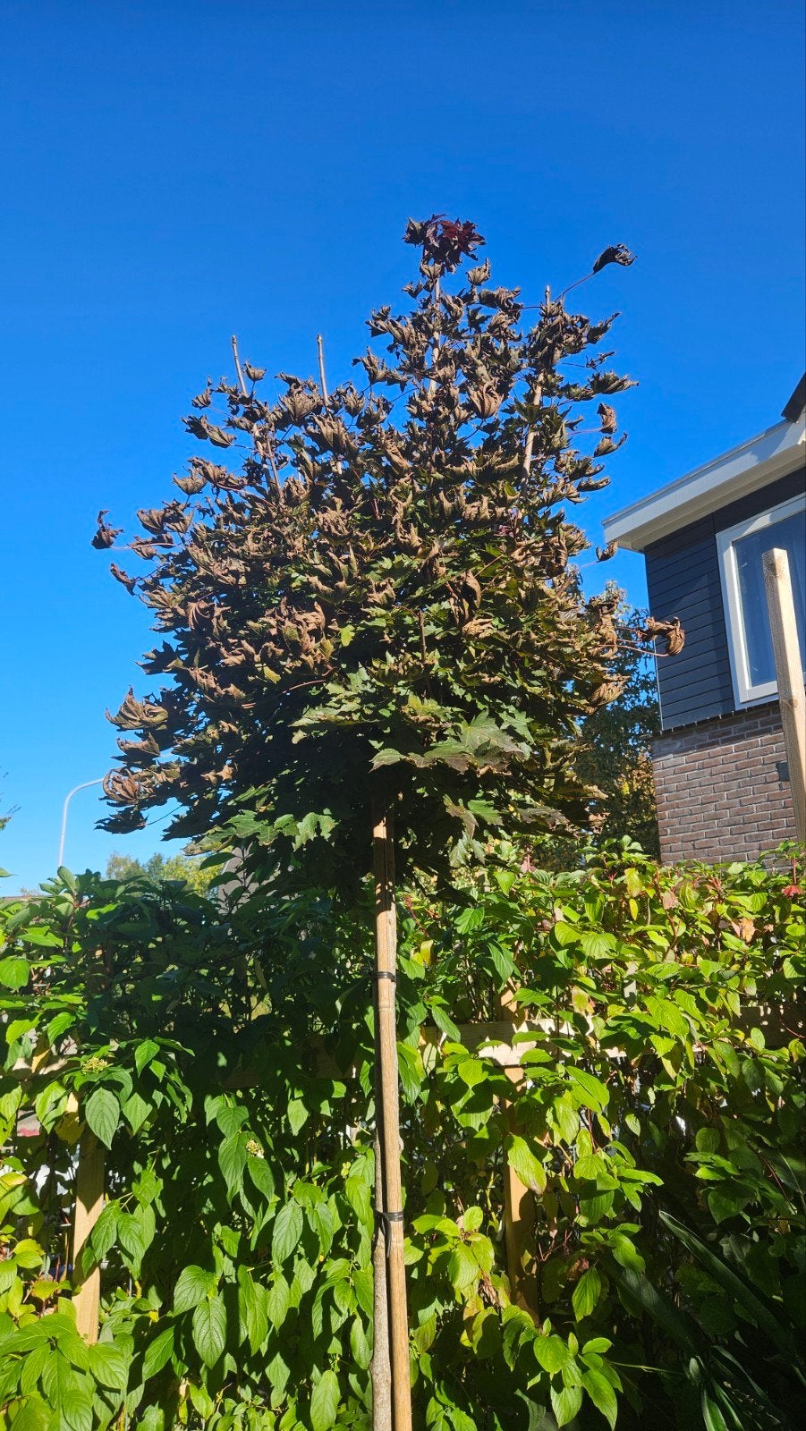 Grote Esdoorn, Tuin en Terras, Ophalen of Verzenden, Esdoorn, Struik, 250 cm of meer