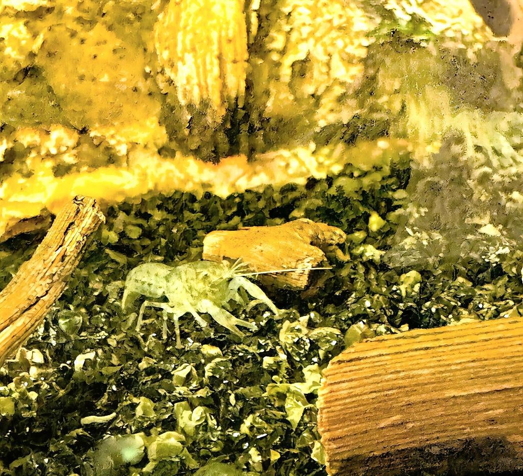 Diminutus kreeftjes | mini-dwergkreeftjes (kleinste), Dieren en Toebehoren, Kreeft, Krab of Garnaal, Zoetwatervis