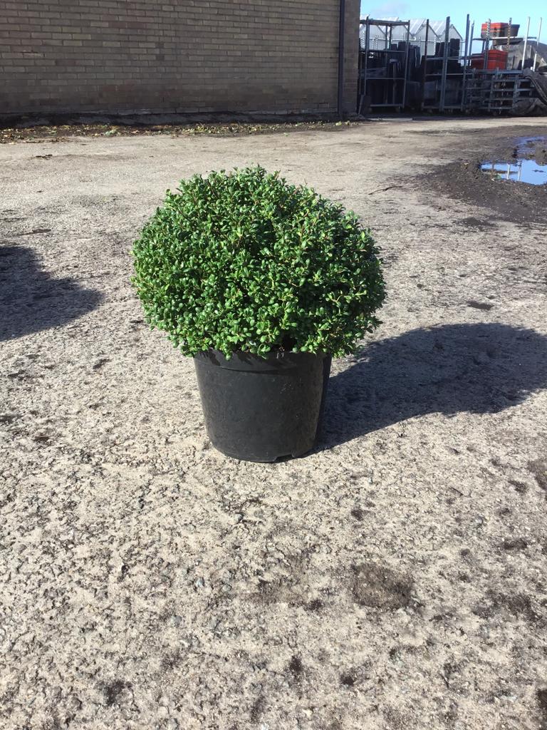 Ilex crenata Convexa bol ( dwerg hulst ), Tuin en Terras, Planten | Tuinplanten, Ophalen, Bloeit niet, Vaste plant, Overige soorten