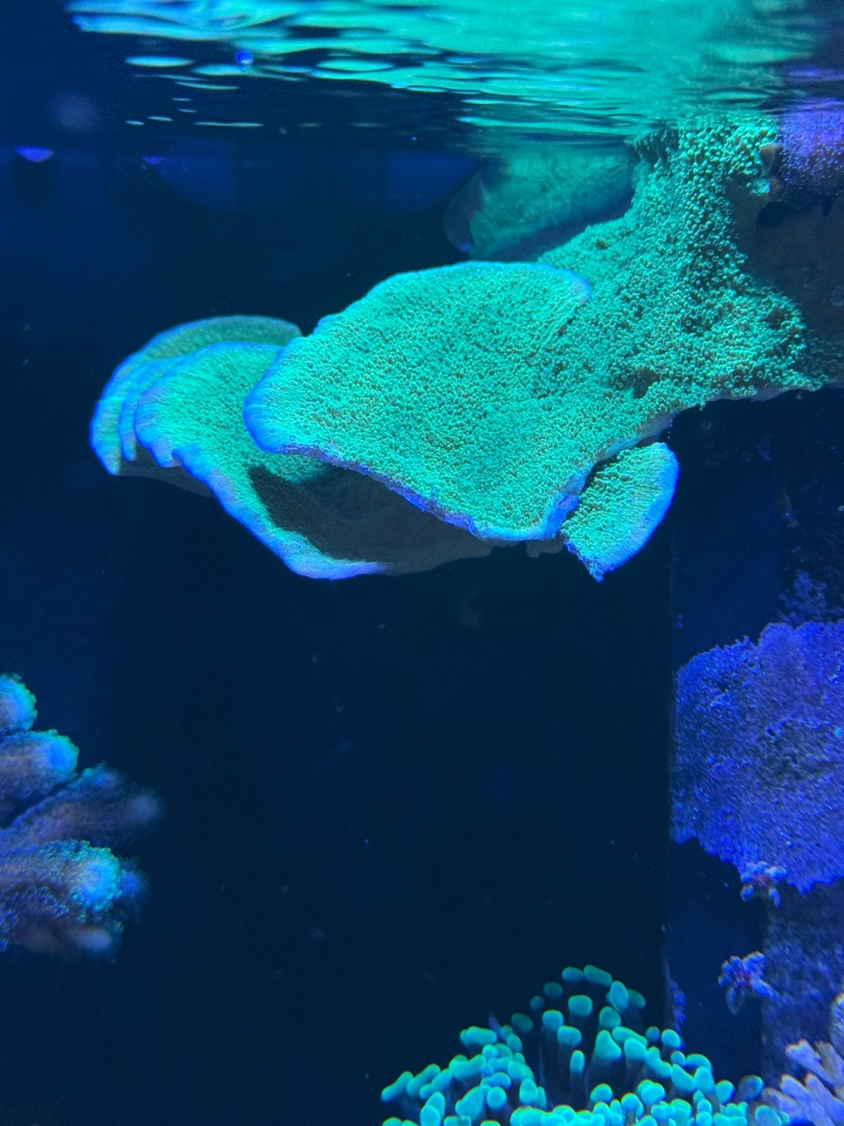 Montipora groen. Koraal stekjes zee aquarium, Ophalen, Nieuw, Gevuld zeewateraquarium
