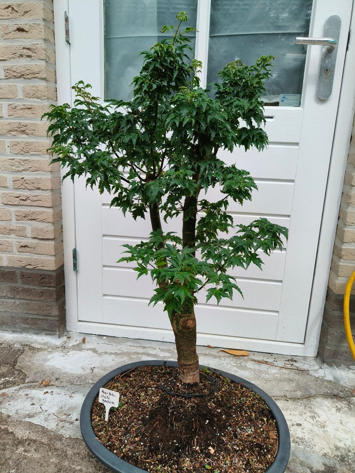 Bonsai Acer Palmatum Shishigashira, Vaste plant, Halfschaduw, Lente, Ophalen