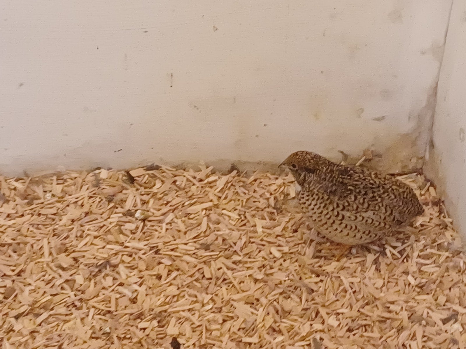 chinese dwergkwartels hennetjes, Vrouwelijk, Tropenvogel