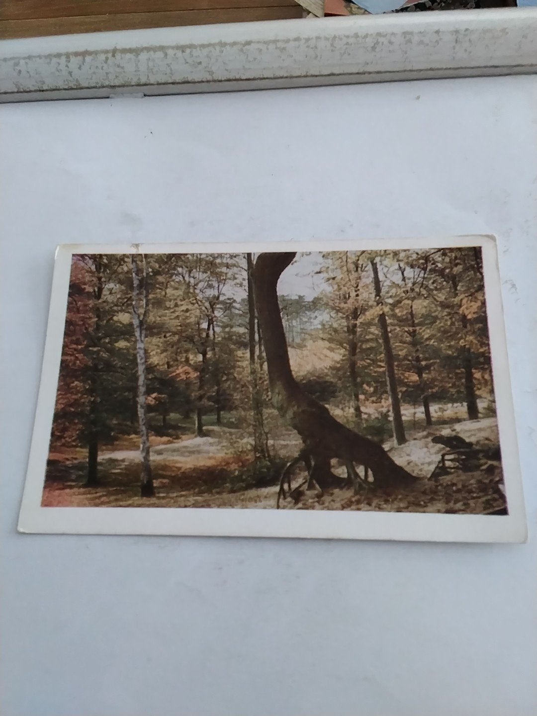 Oude Ansichtkaart: Bosgezicht met Omgevallen Boom, Ophalen of Verzenden, 1960 tot 1980, Ongelopen, Gelderland