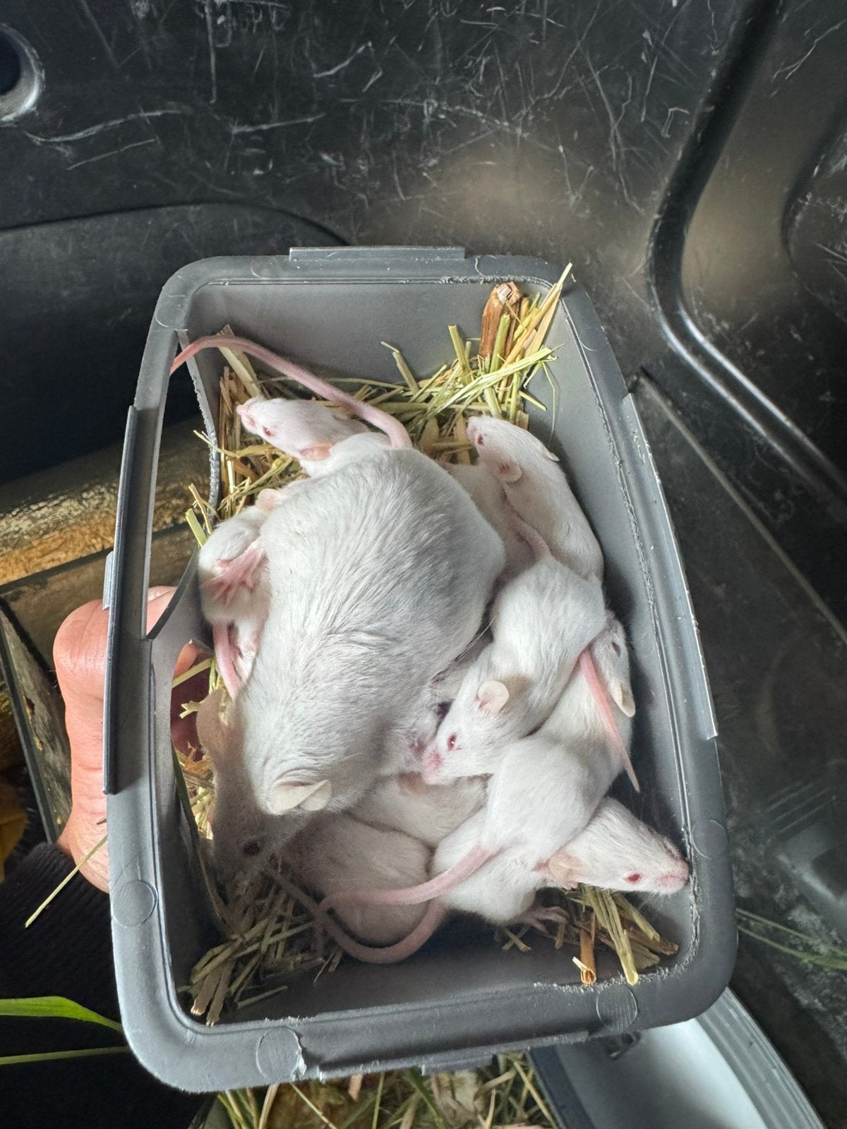 baby muizen, Dieren en Toebehoren, Knaagdieren, Muis, Geslacht onbekend, Mei, Tam