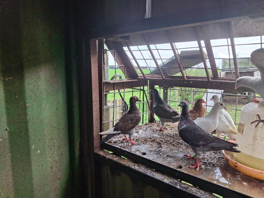 Kleurpostduiven, Meerdere dieren, Overige soorten
