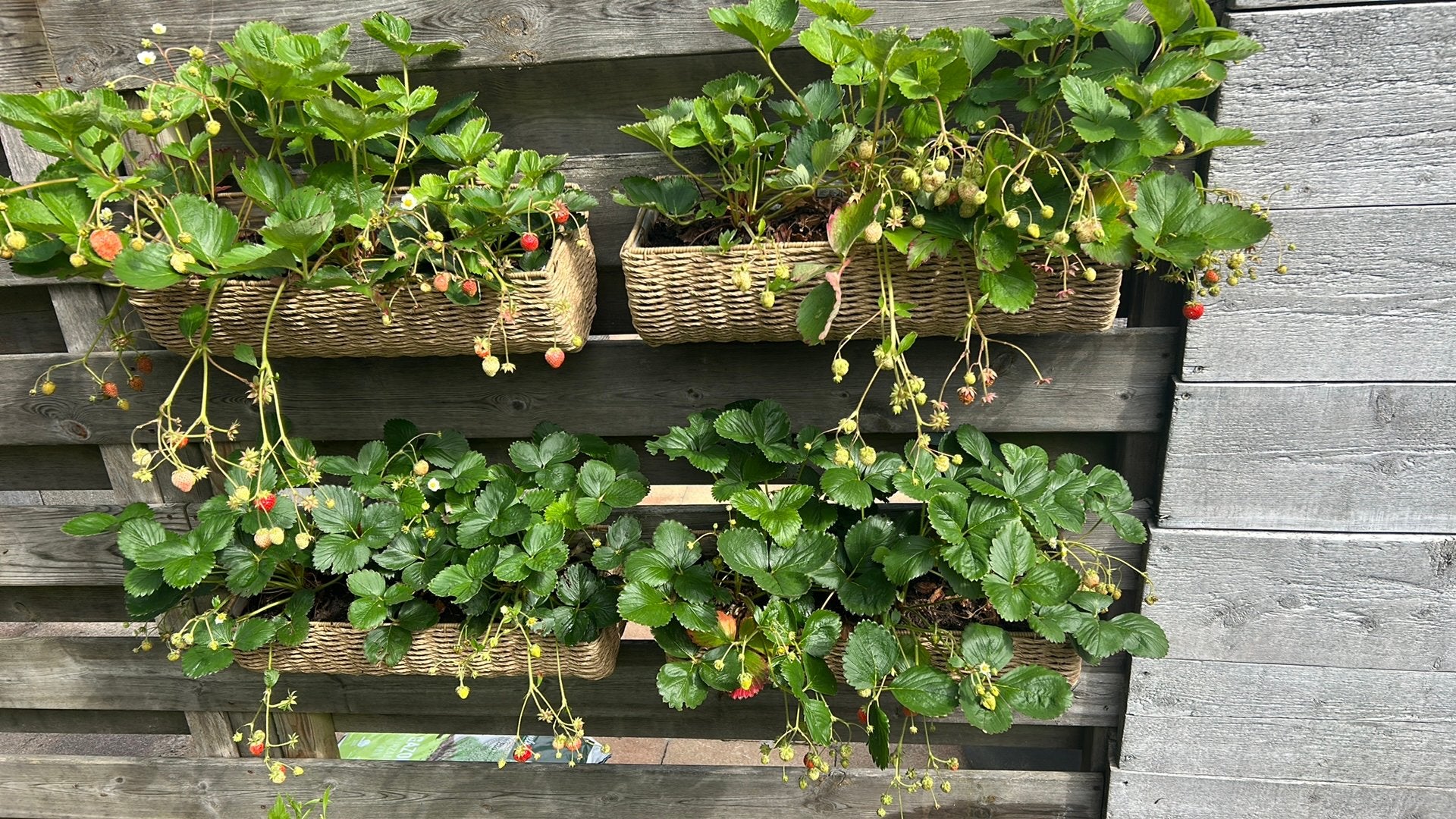 Hangmand /balkonmand met 3 aardbeien planten zgan, Ophalen, Overige soorten, Volle zon