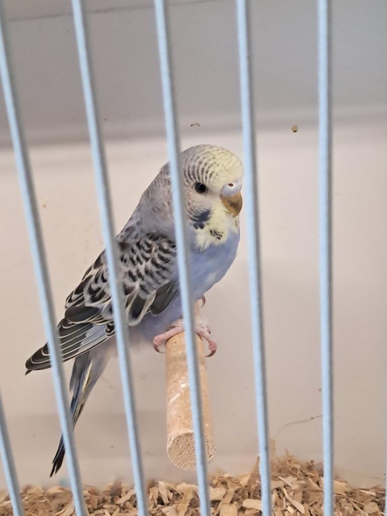 Jonge grasparkieten, Dieren en Toebehoren, Vogels | Parkieten en Papegaaien, Meerdere dieren, Parkiet