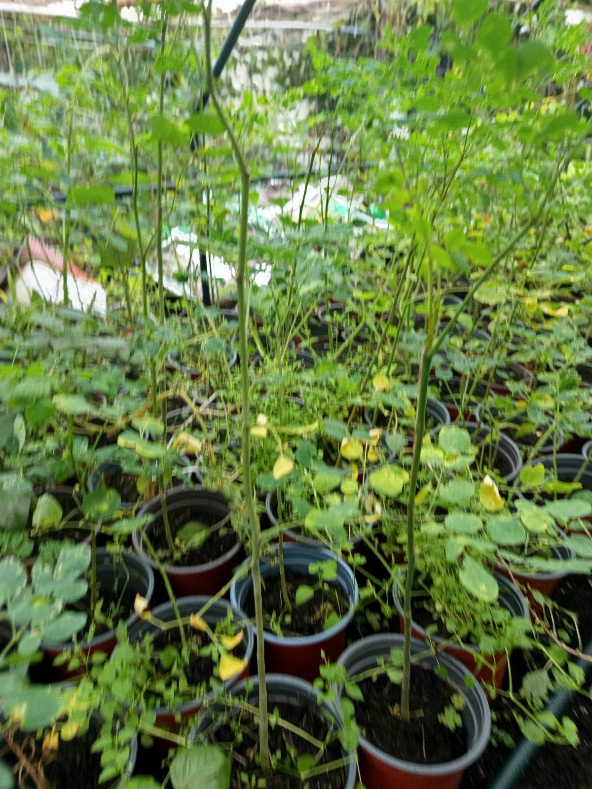 Moringa planten 2,50 euro per stuk., Ophalen of Verzenden, Eenjarig, Groenteplanten, Volle zon