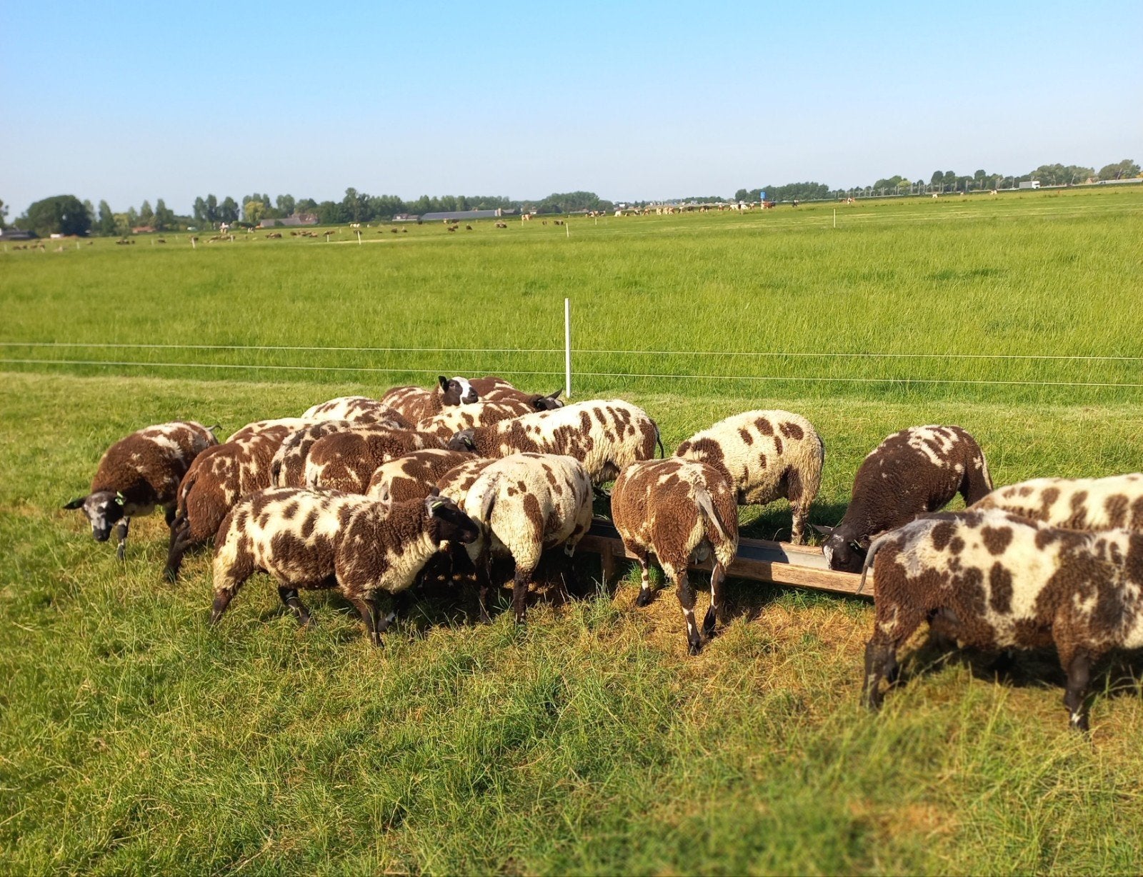 Bonte dekrammen te koop., Dieren en Toebehoren, Mannelijk, Schaap
