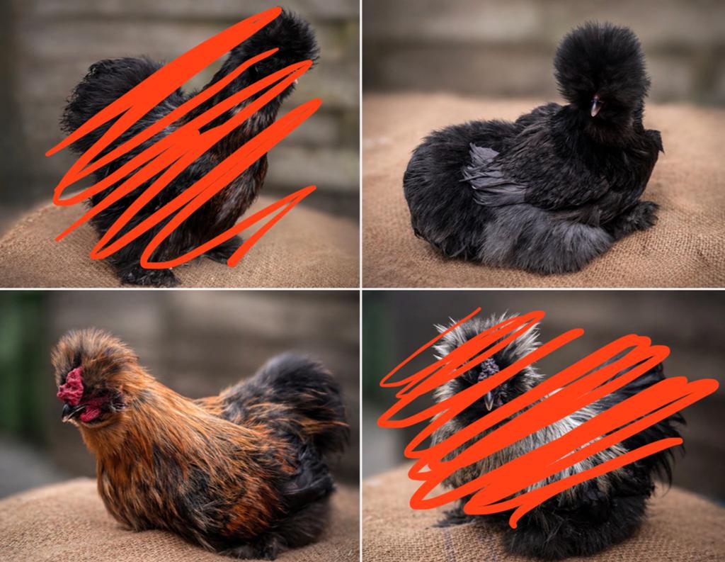 Koppel USA zijdehoenders (BE), Dieren en Toebehoren, Meerdere dieren, Kip