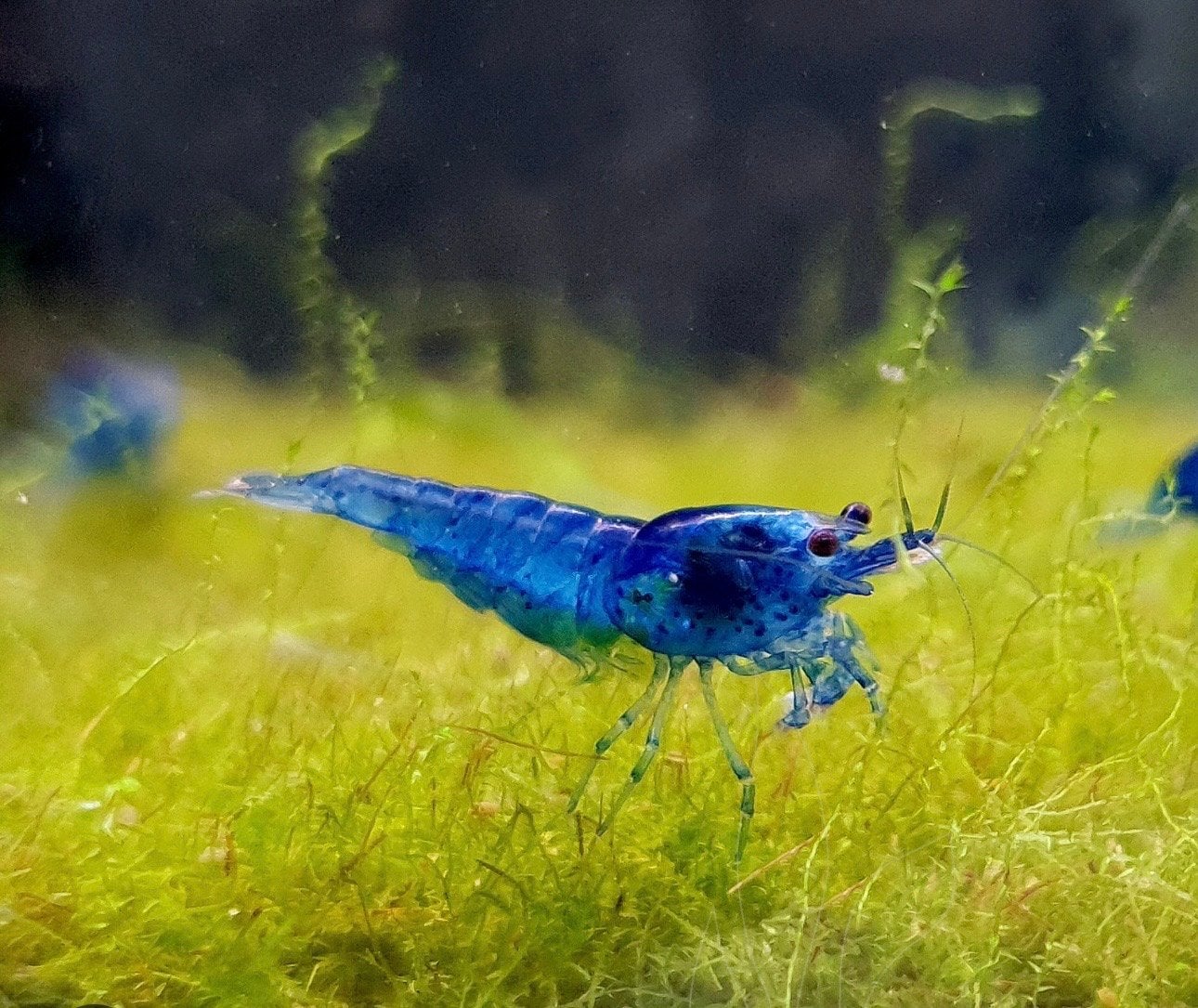 Blauwe garnalen ook andere kleuren zie omschrijving