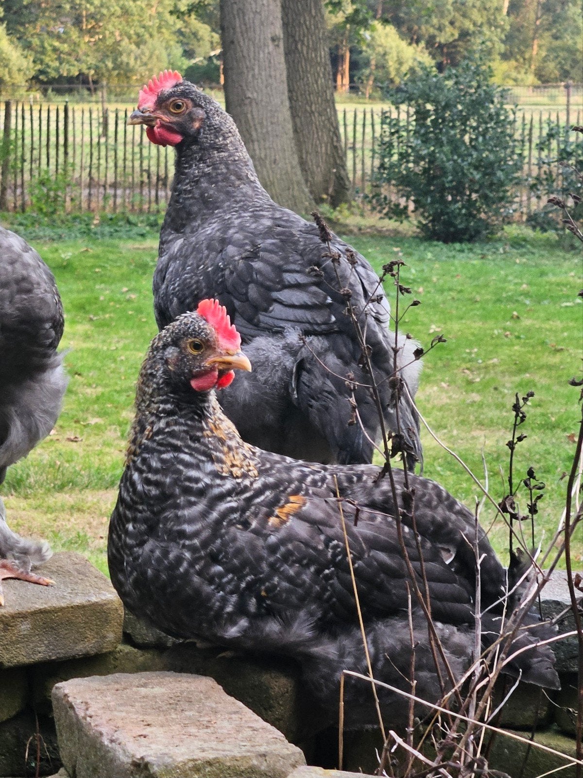 Olijflegger, kleurlegger hanen Cream legbar Marans mix, Dieren en Toebehoren, Pluimvee, Mannelijk, Kip