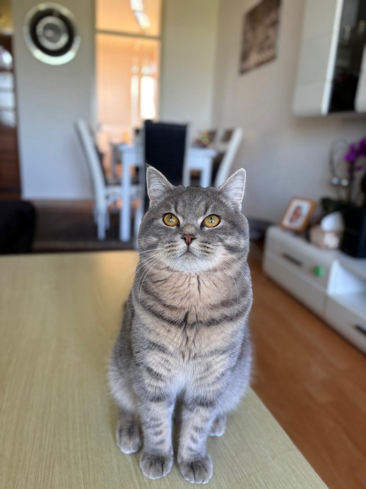 Brits kort haar, Dieren en Toebehoren, Katten en Kittens | Overige Katten, Kater
