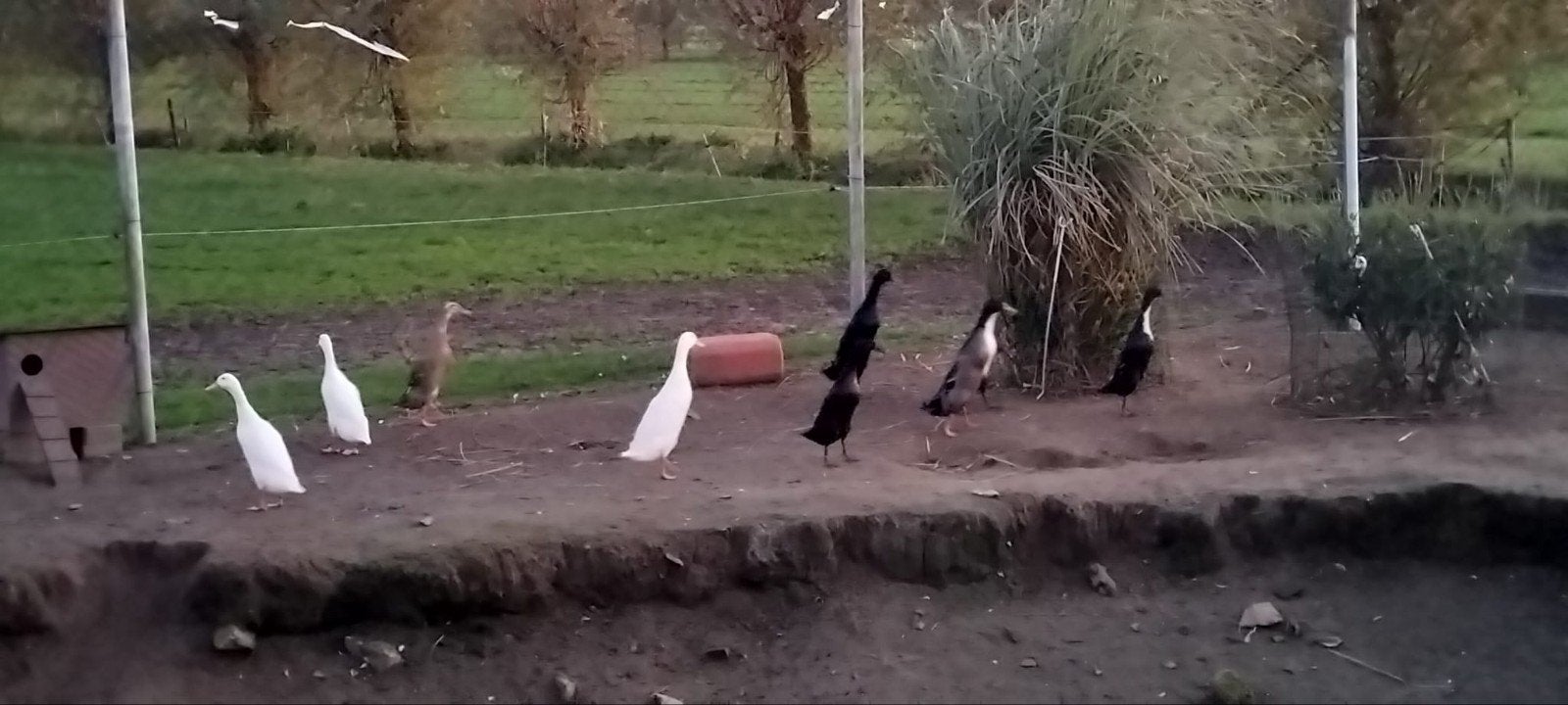 Te koop meerdere loopeenden., Meerdere dieren, Eend