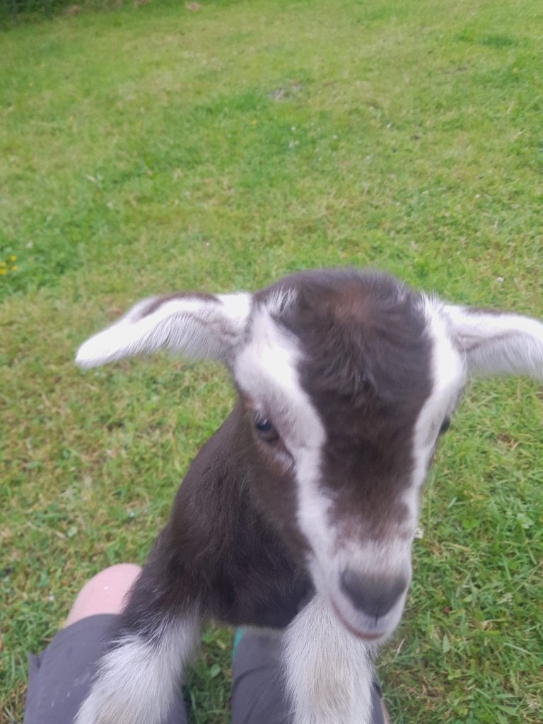 Bok Toggenburger, Dieren en Toebehoren, Schapen, Geiten en Varkens, Mannelijk, Geit, 0 tot 2 jaar