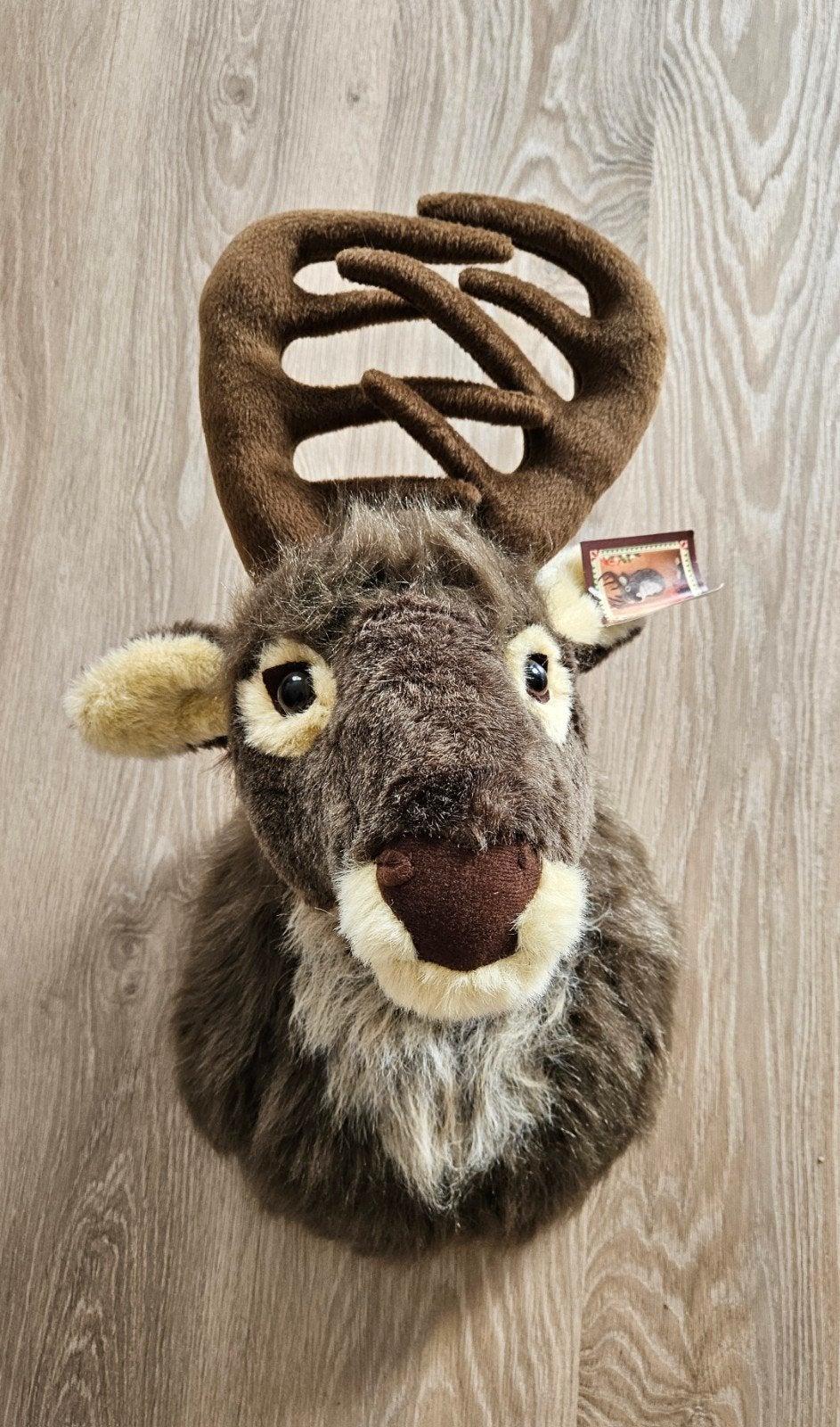 Wanddecoratie hertenkop, Ophalen, Nieuw, Bruin, Decoratieobject