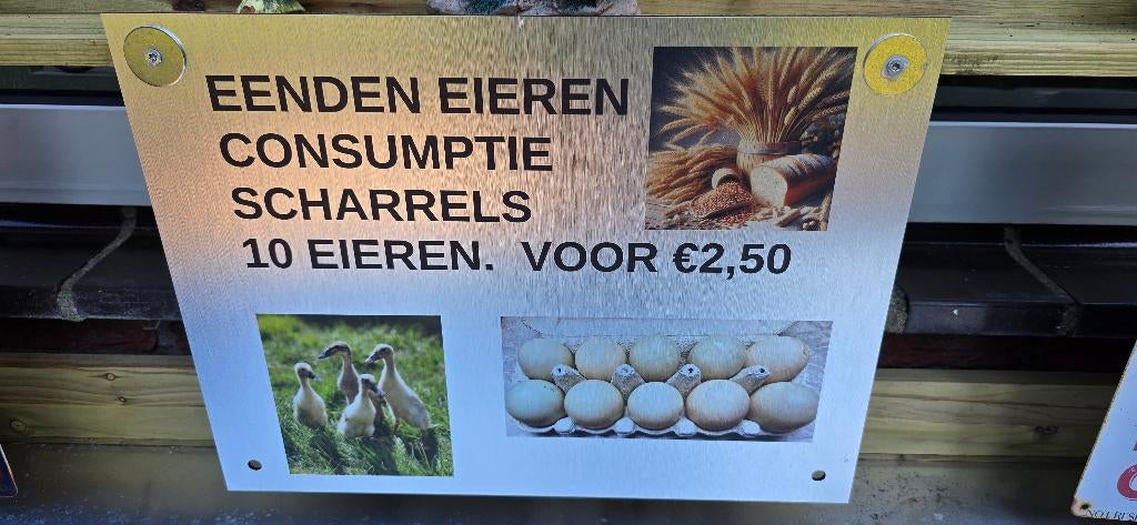 eieren  EENDEN, Geslacht onbekend, Eend