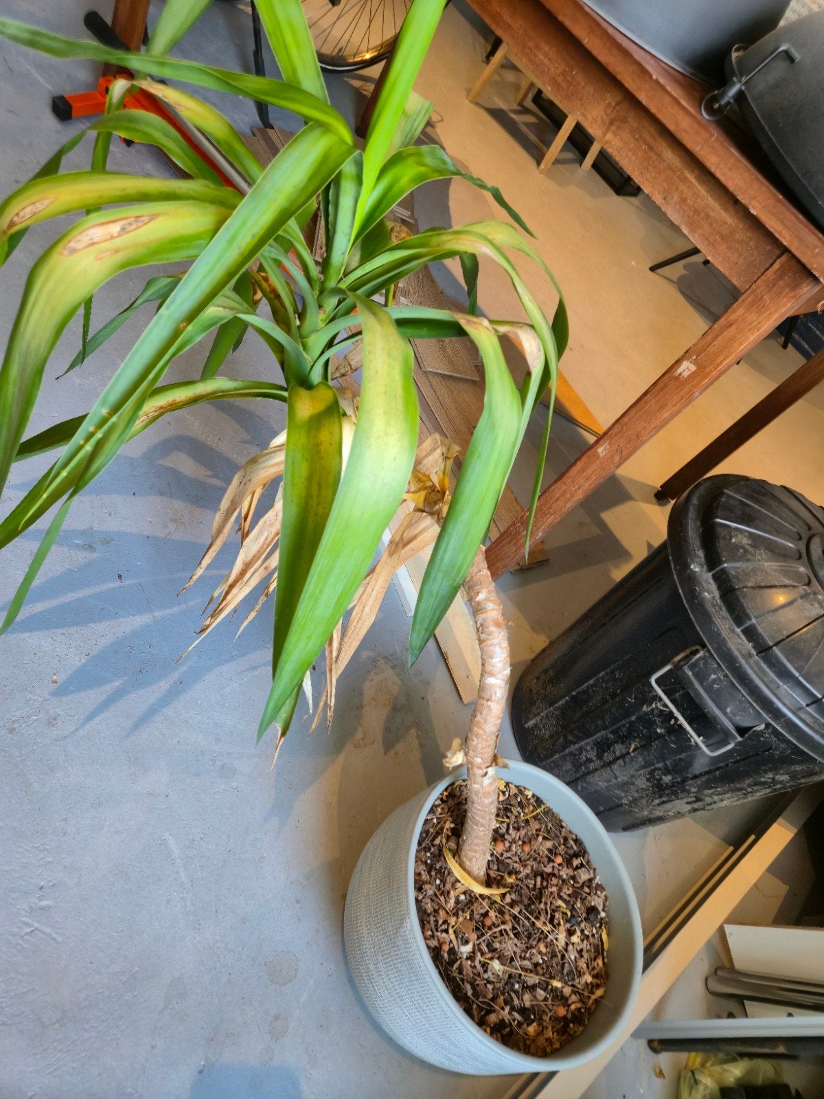 Gratis Yucca plant zonder pot, Ophalen of Verzenden, Minder dan 100 cm, Yucca, Volle zon