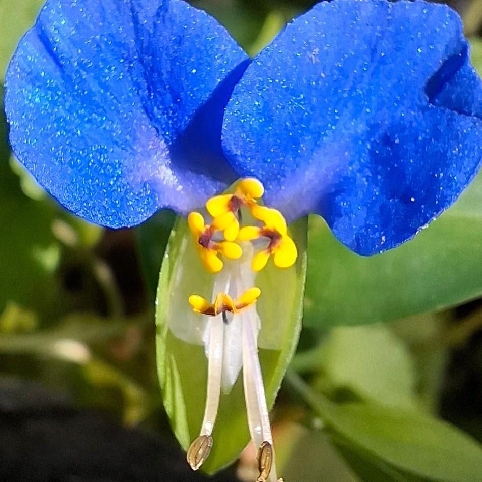 Commelina Communis zaden, Aziatische dagbloem, Tuin en Terras, Bloembollen en Zaden, Volle zon, Verzenden