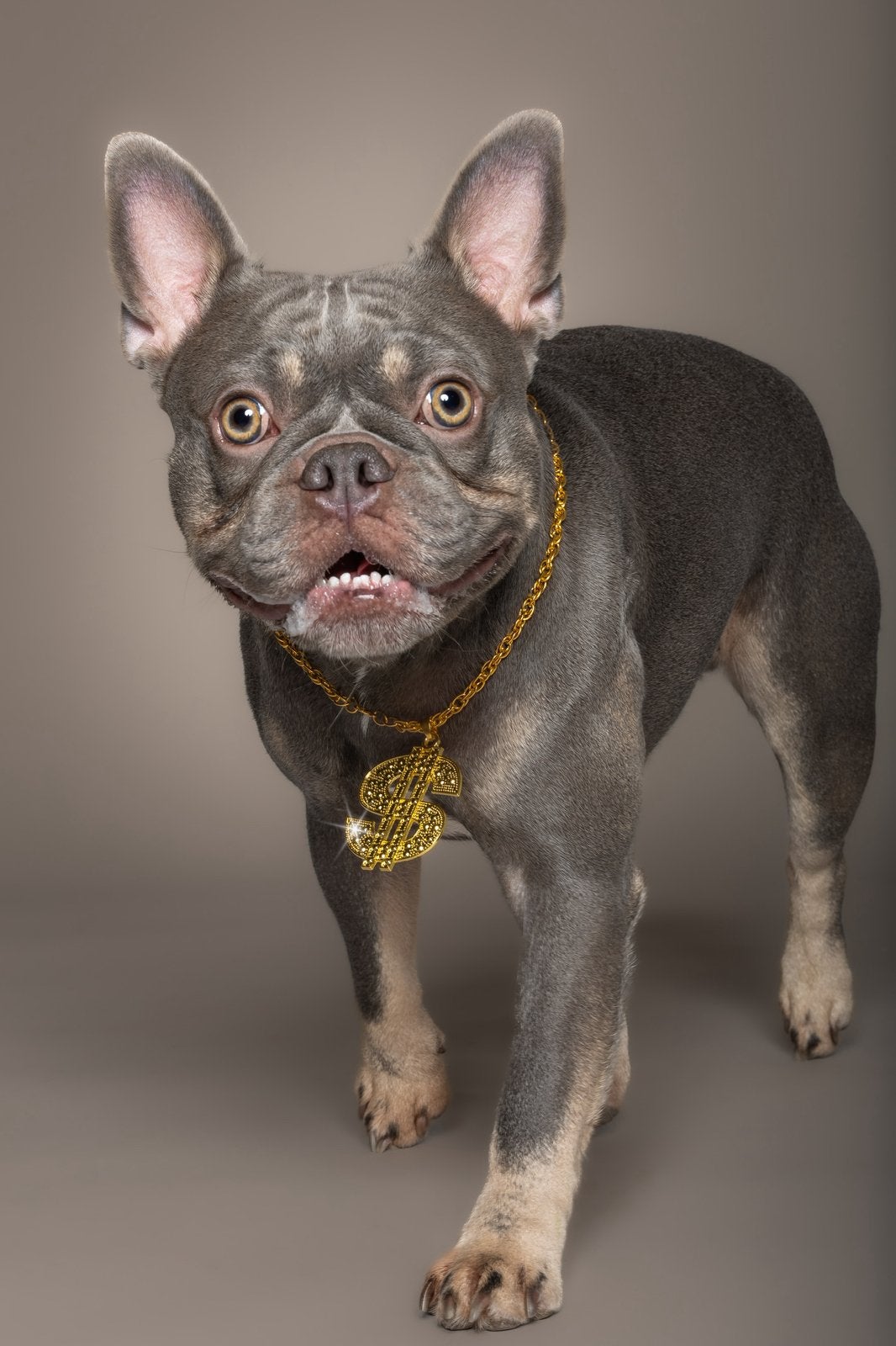 Dekreu aangeboden, Reu, Eén hond, 3 tot 5 jaar, Nederland