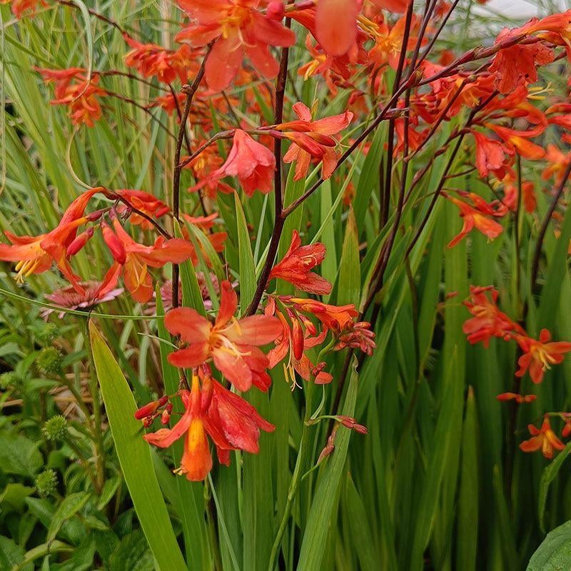 Knollen/Bollen Crocosmia carmine brilliant (kan verzenden), Tuin en Terras, Bloembollen en Zaden, Ophalen of Verzenden, Voorjaar