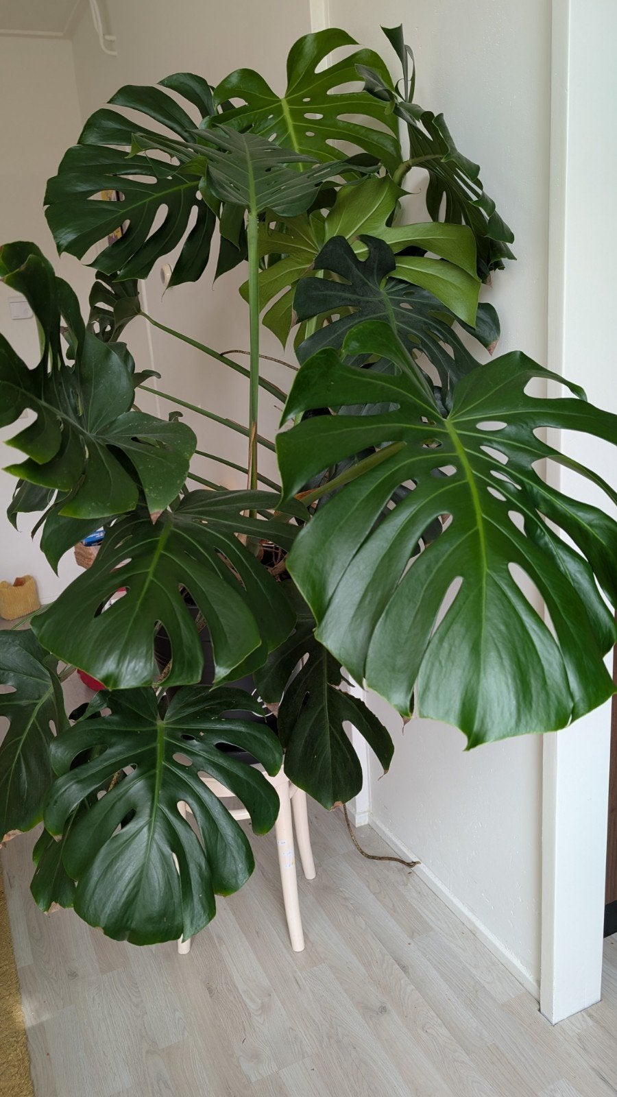 Grote Monstera Deliciosa, Ophalen, Overige soorten, Halfschaduw, In pot