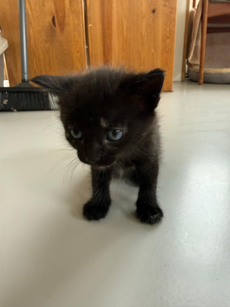2 schattige kittens te koop (meisjes), Dieren en Toebehoren, Katten en Kittens | Overige Katten, Meerdere dieren