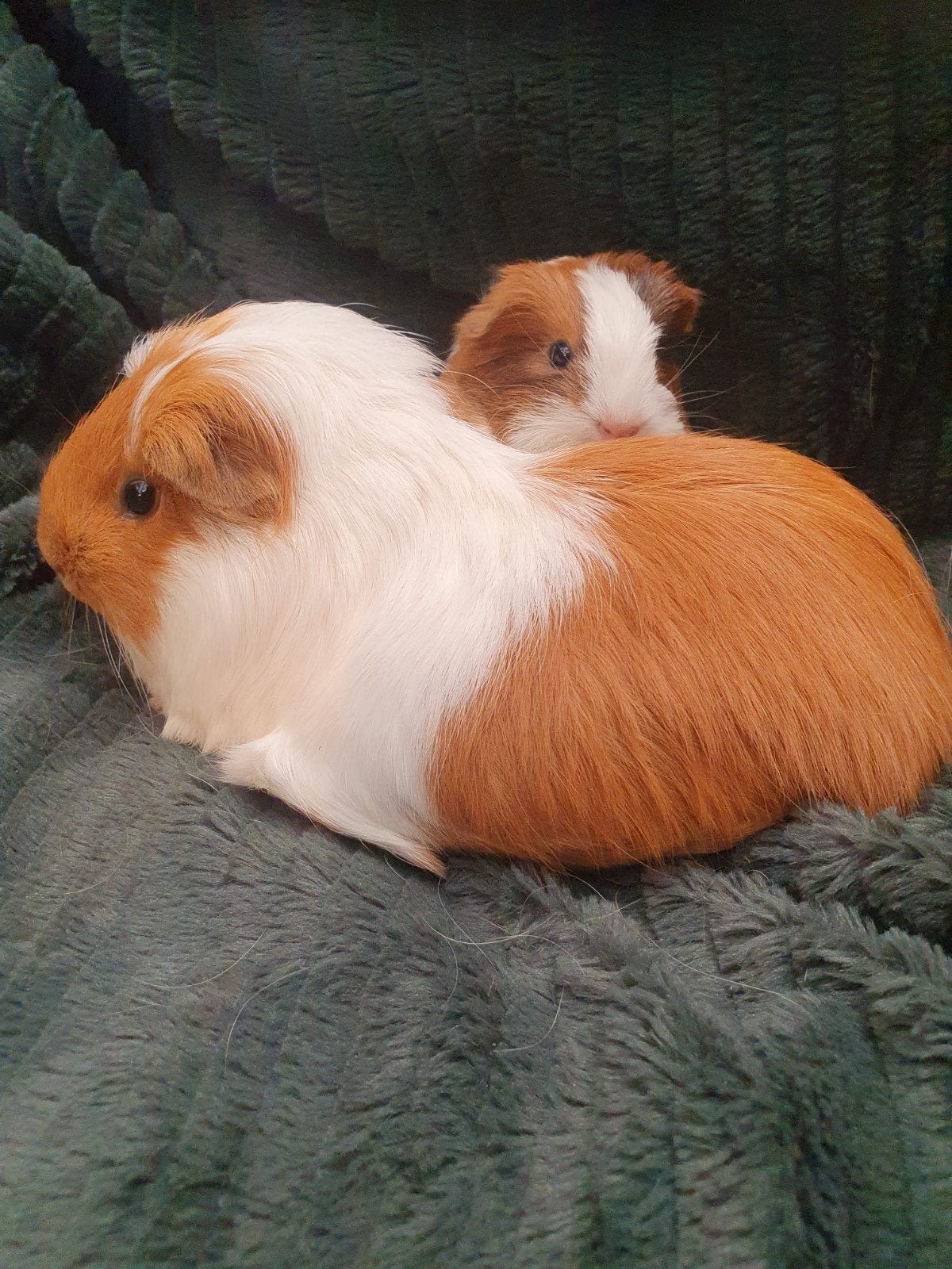 moeder en dochter zijn opzoek naar een 5 sterrenhuisje, Cavia, Juli, Vrouwelijk, Tam