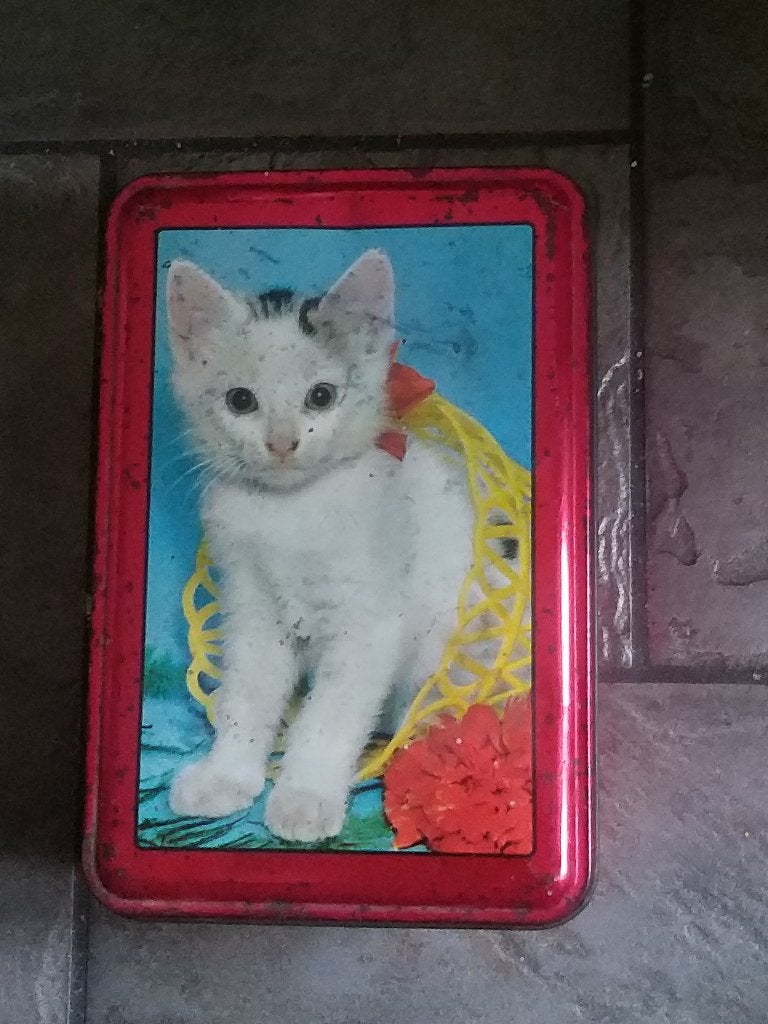 poezen blik, Verzamelen, Blikken, Ophalen of Verzenden, Gebruikt, Overige