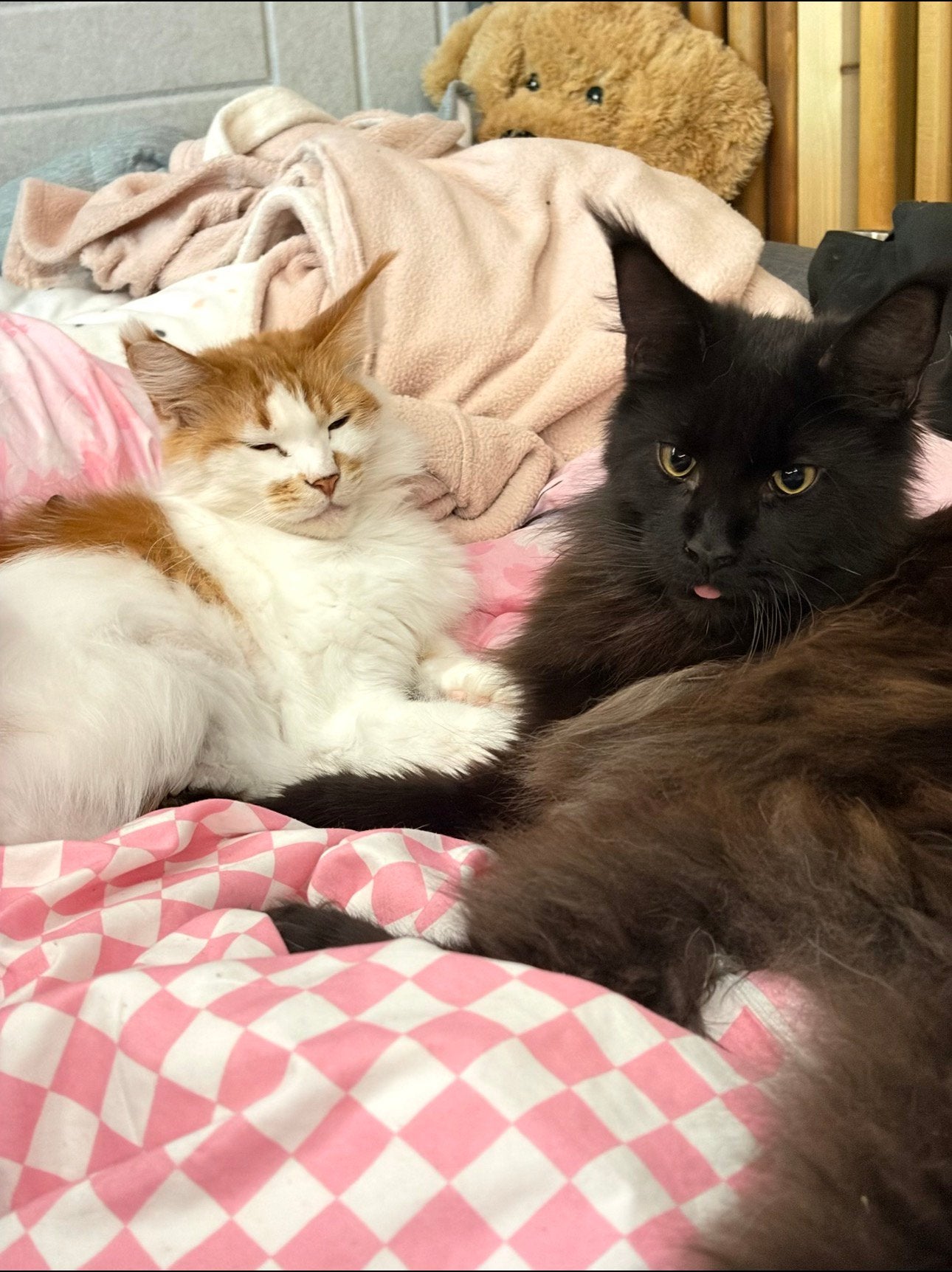 Koppel maincoons, Dieren en Toebehoren, Katten en Kittens | Raskatten | Langhaar, Meerdere dieren, Met stamboom, 0 tot 2 jaar