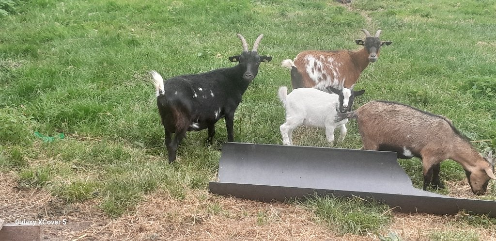 Dwerg bokje te koop, Dieren en Toebehoren, Mannelijk, Geit, 0 tot 2 jaar
